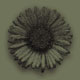 Hummingbird Erigeron