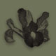 Hummingbird Iris